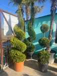 Pepiniera proprie plante ornamentale