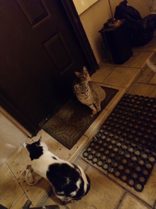 Donez 2 motani micuti