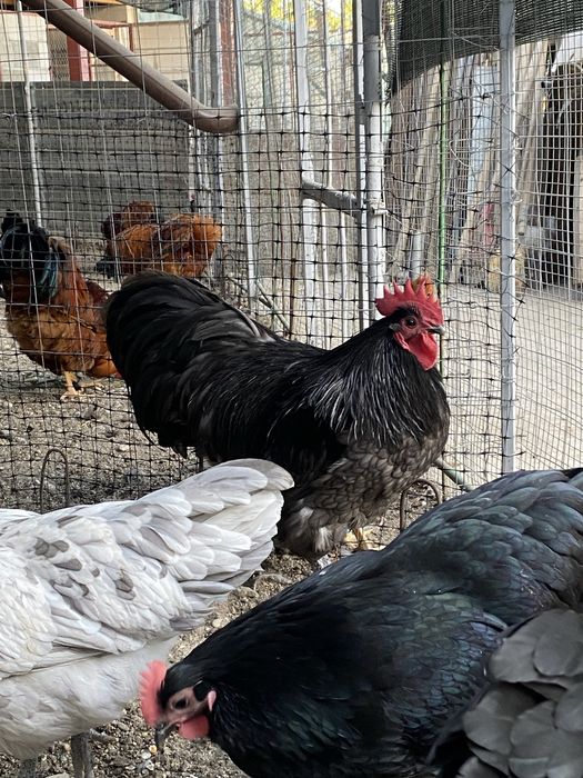 Oua incubat Australorp