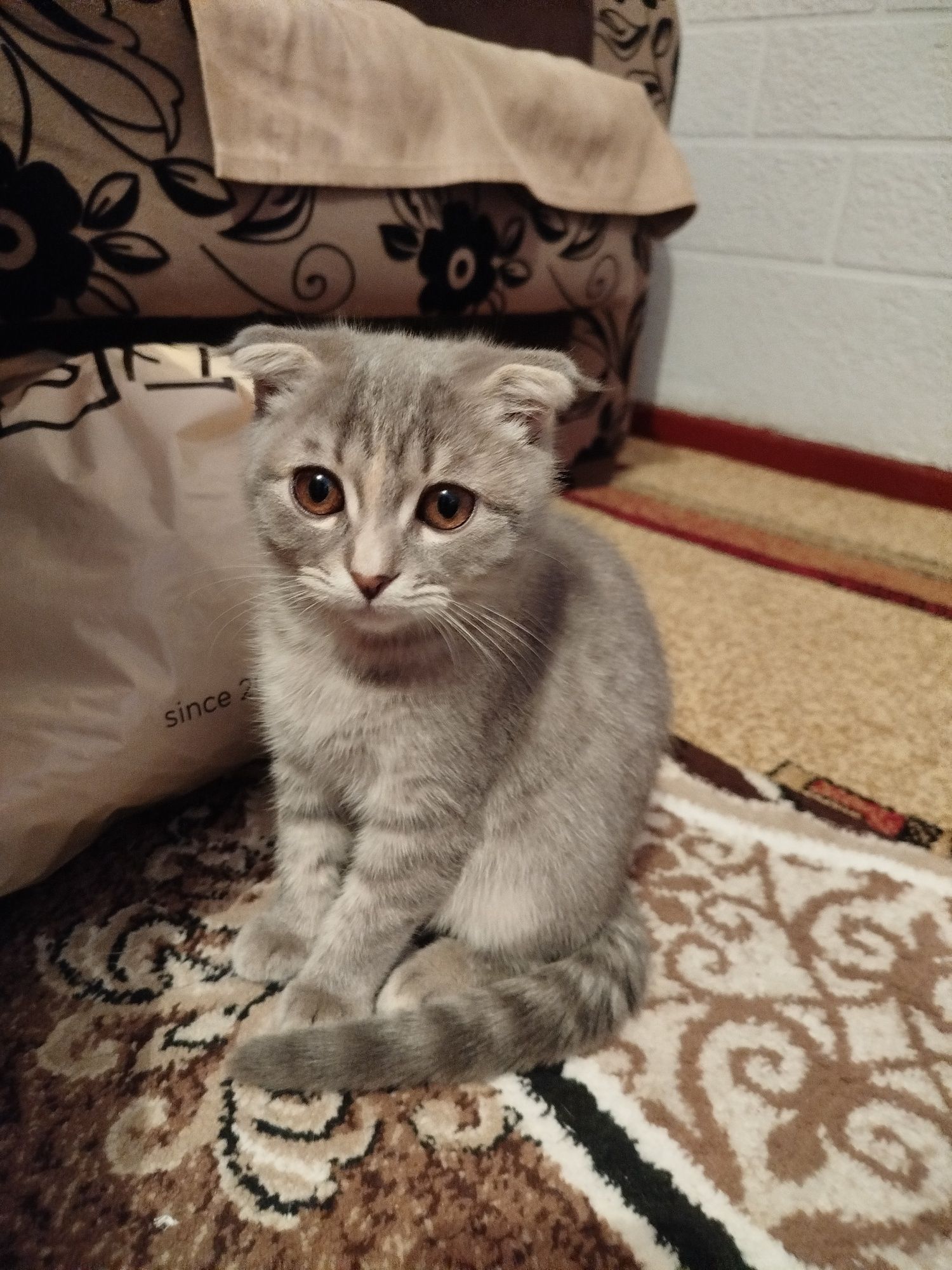 Продаётся котенок