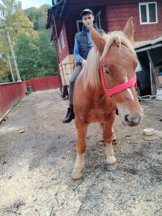 Vând mânză de un an și patru luni