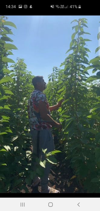 Vita de vie,  pomi fructiferi  si pomi Columnari