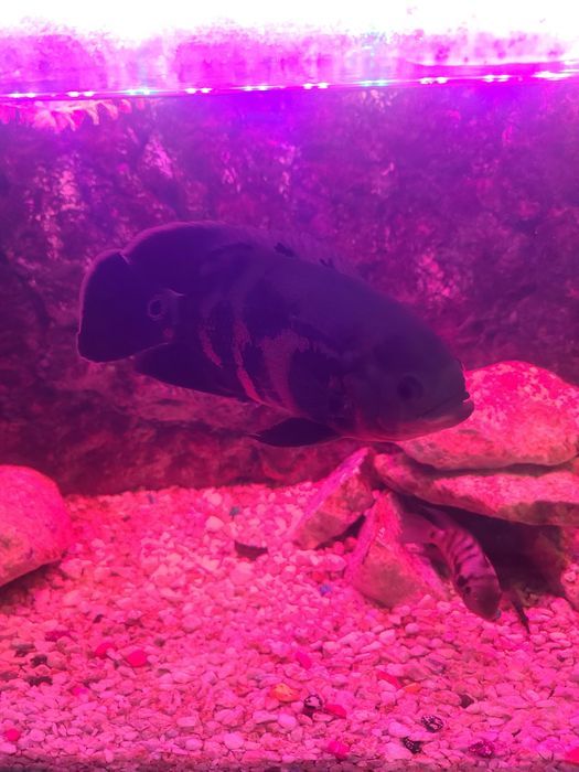 Йирик ўлчамли хишник балиқлар сотилади