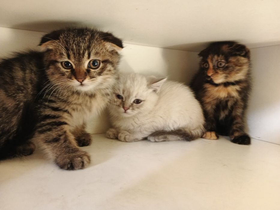 Skottish fold 3 oylik sogʻlom