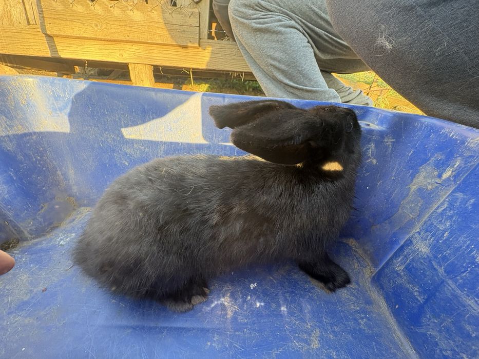 Vad doua femel de fluture ferman