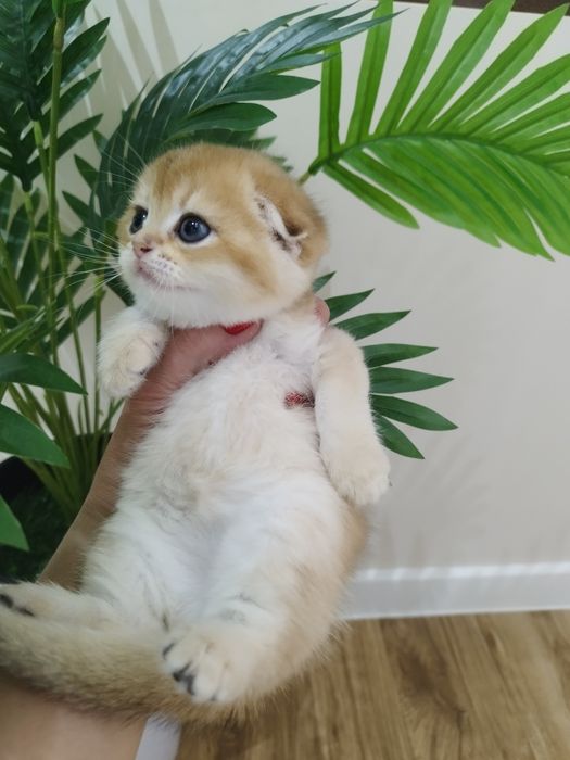 Котята золотая шиншилла