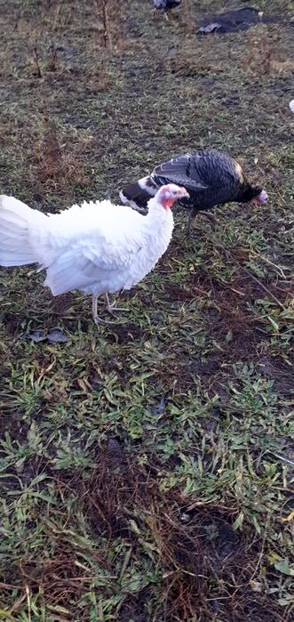 Curci de casă de vânzare