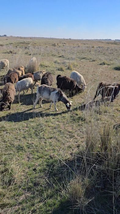 Срочно Семиз Ешкилер, лагымен,  сатылады