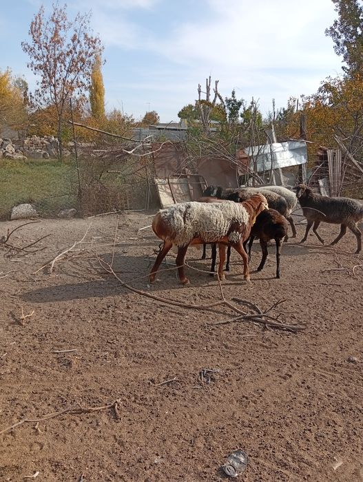Продаётся кошкар