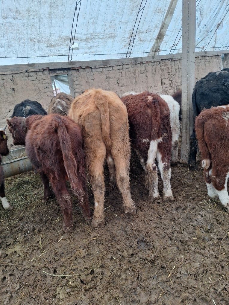 Qashqadaryoda Qozog'istondan kelgan Angus, Avlikol, Semintal sotiladi