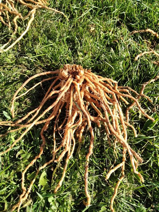 Radacini de sparanghel pe rod