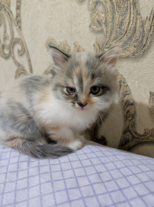Отдам котёнка в добрые руки