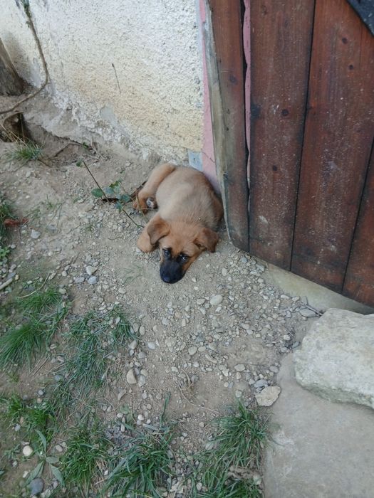 Căței de rasă mixtă caută o nouă locuință, căței au 8 săptămâni mănânc