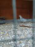 Turturele diamant