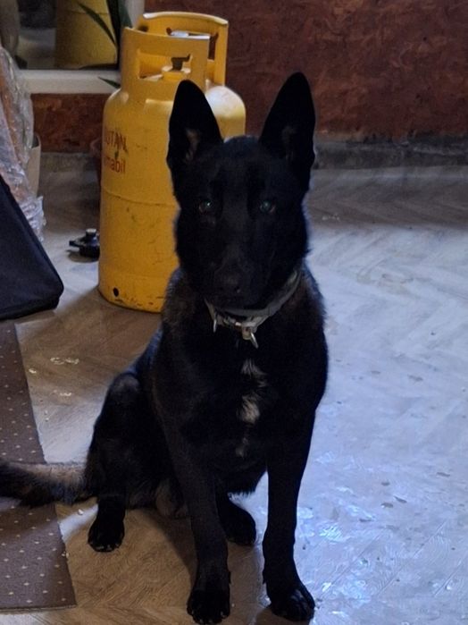 Vând Ciobănesc belgian malinois în vârstă de 8 luni