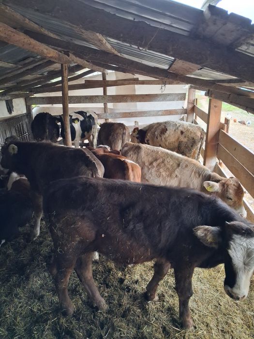 Vând vitei antarcatai