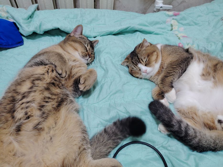 Приглашаем девушк на вязку zot olish