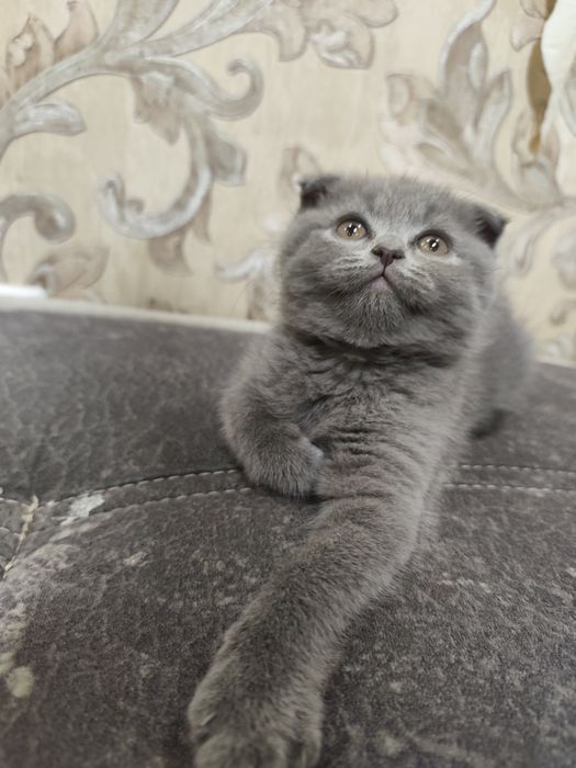 Девочка скоттиш фолд