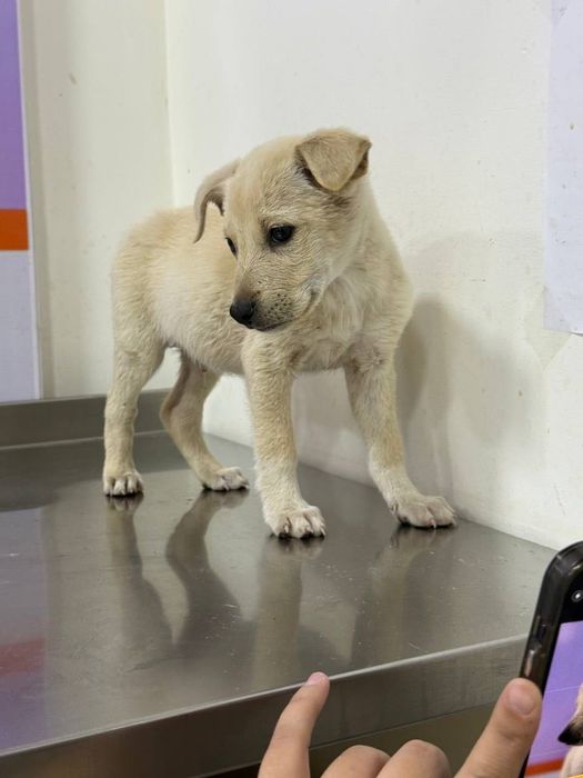 Отдаются в добрые руки белоснежные щенки