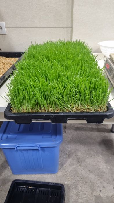 Gidroponika Sotiladi