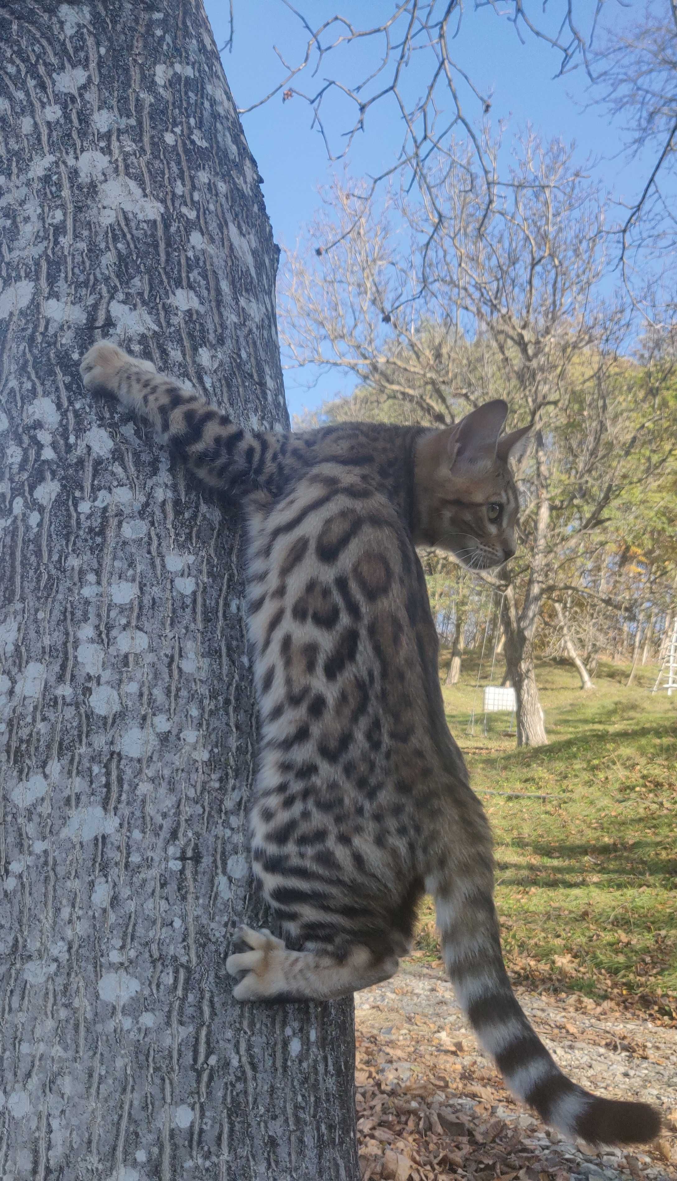 Vând pui bengal rasa pura