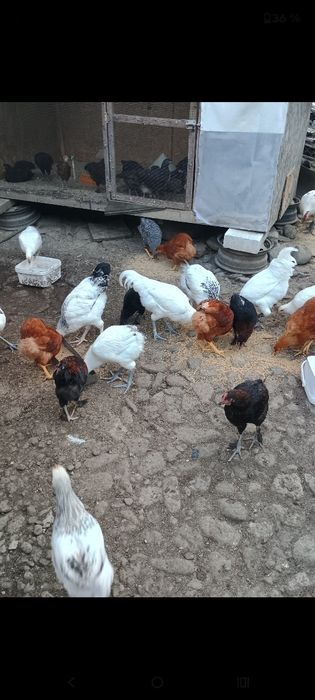 Desfintare crescătorie raseAustrolop, Marans,Bress, Araucana , Wiandot