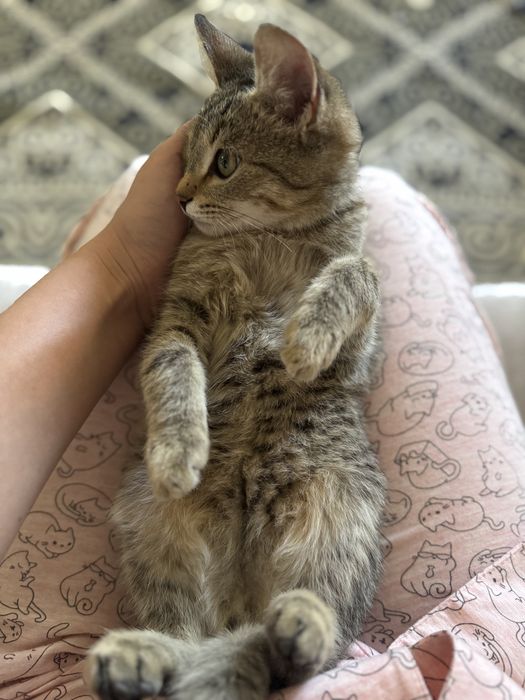В добрые руки котенок мальчик