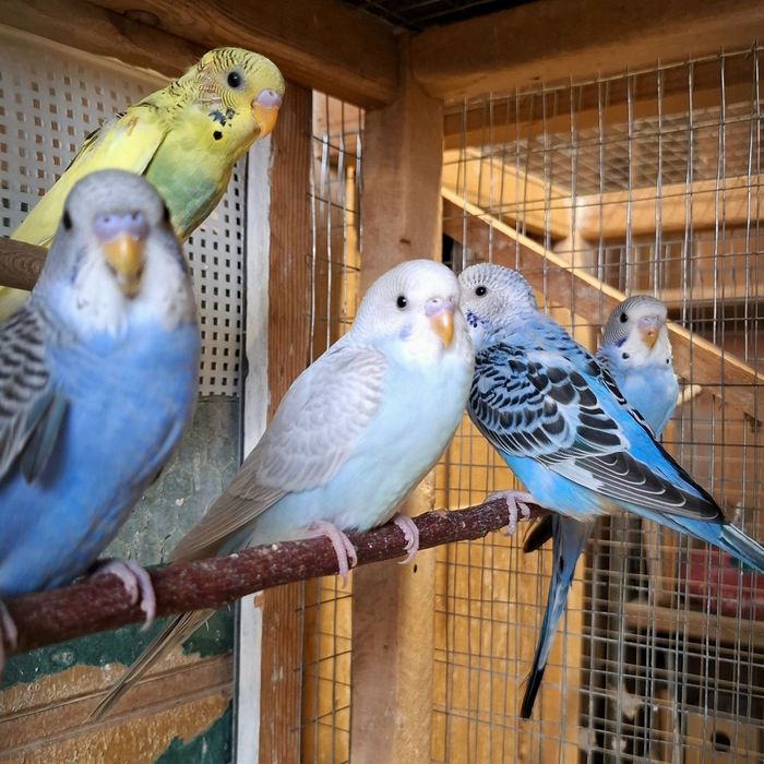 Волнистый попугай, молодые. Цена окончательная.