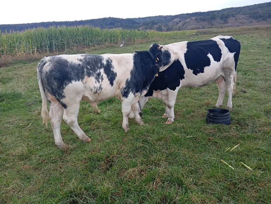 Tauras albastru belgian