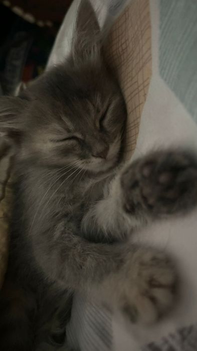 Котенок маленькая, милая,ищет дом