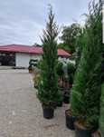Leylandii și tuia smaragd la înălțimea de 1m-4m/ gazon rulou sport