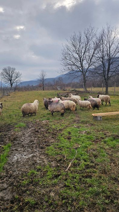 Oii carabase 1200 lei