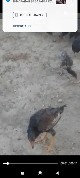 Tovuq jujalar sotiladi hamasi har xil