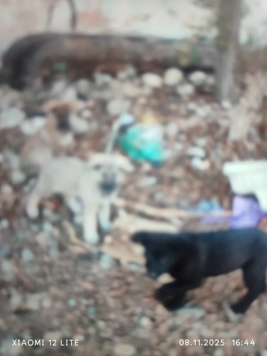 Щенки 2 месяца милые