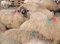 vând 140 de oi Turcane 40 milioane
