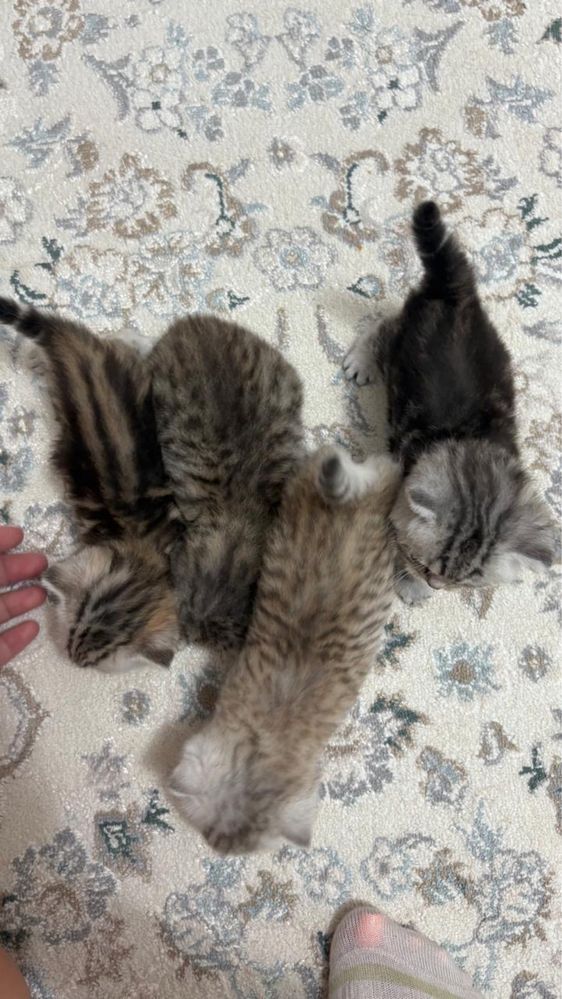 продам  котят  вислоух