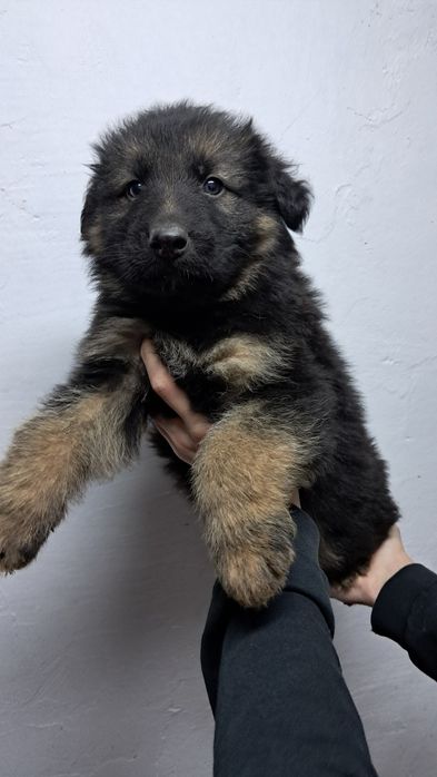 Pui Ciobanesc german