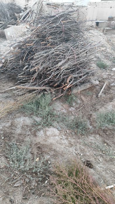 Отын бар кургак ериктин шакалары