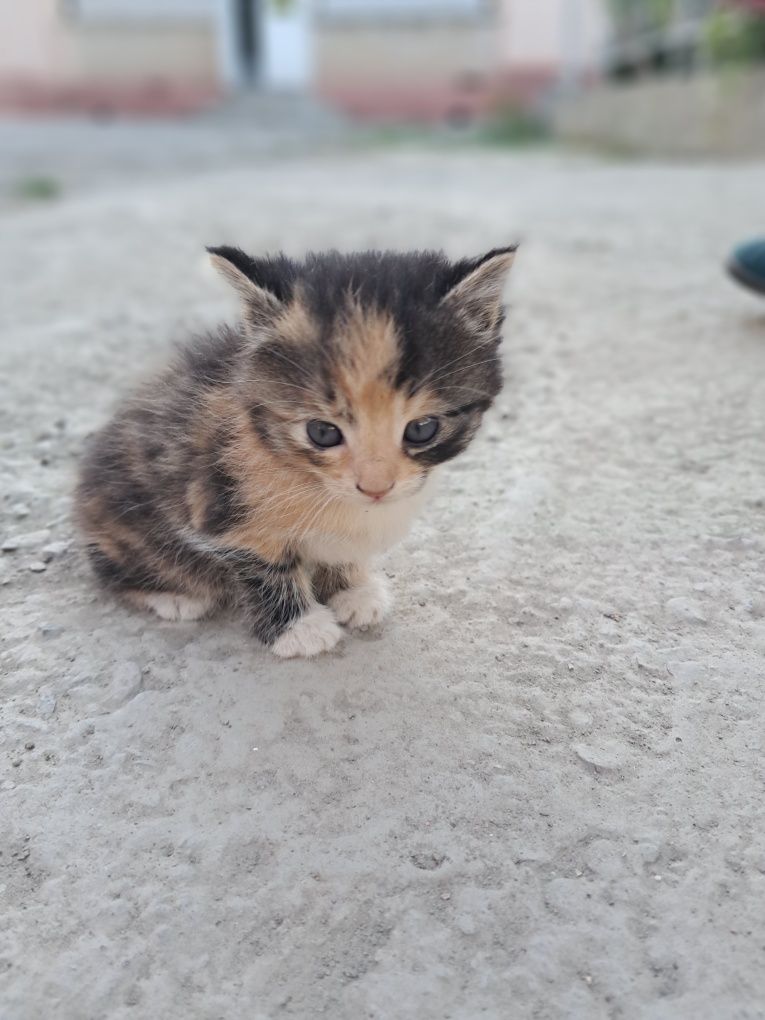 котенок 3 хорошие мыыылие