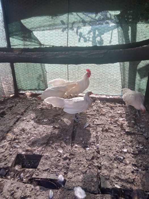 De vanzare gain si cocos phoenix.