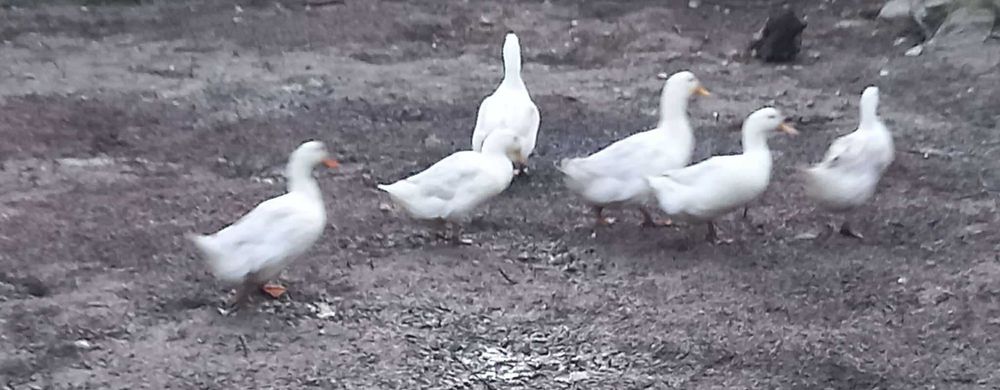 Pereche rațe 4 + 2 2025