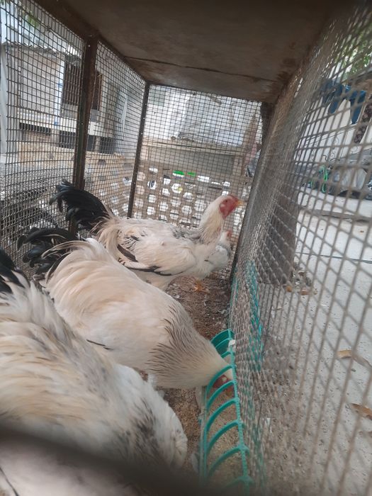 Srochna sotiladi Brama xõrozlar