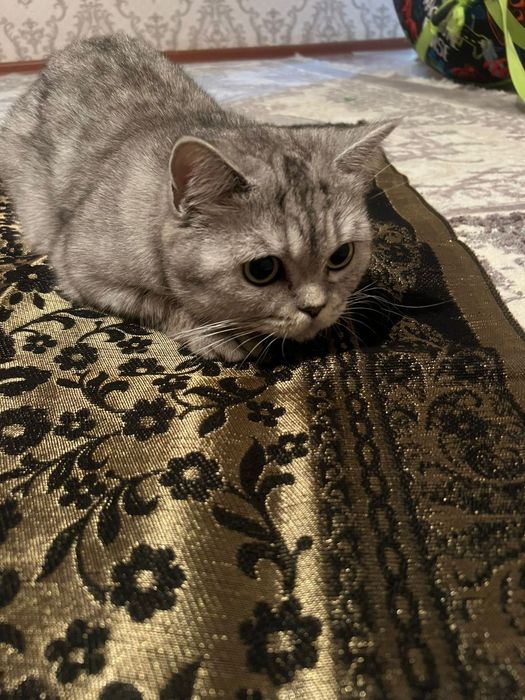 Отдам даром кошка с котятами