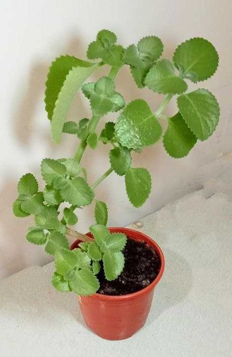 Продам Плектрантус или домашняя мята Цветок с приятный мятный ароматом