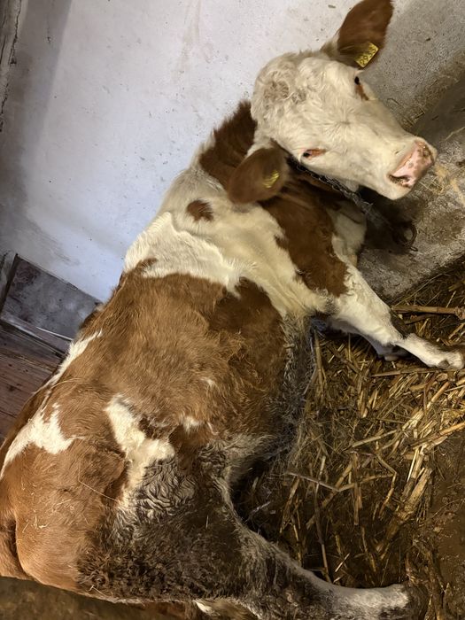 Vand vitea pentru abator