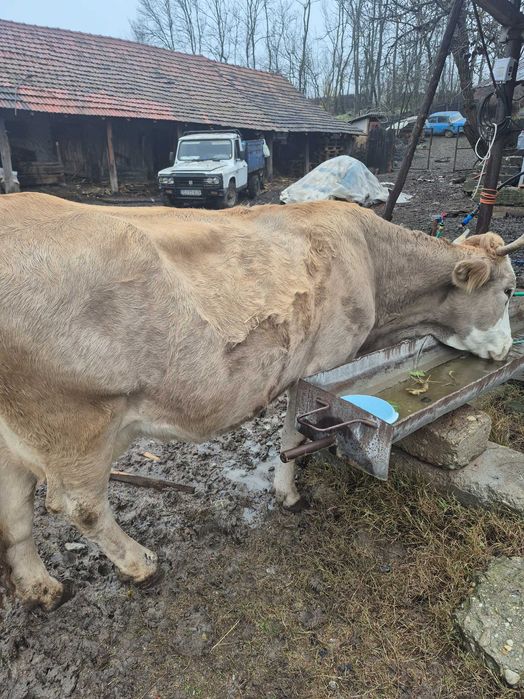 Vand Vaca pentru abator