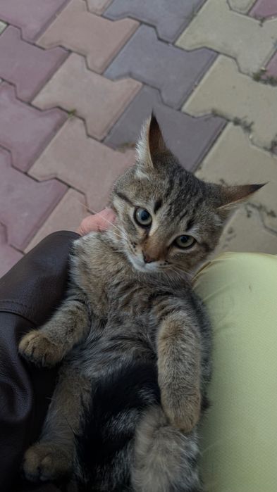 ОТДАМ КОТЕНКА в добрые руки