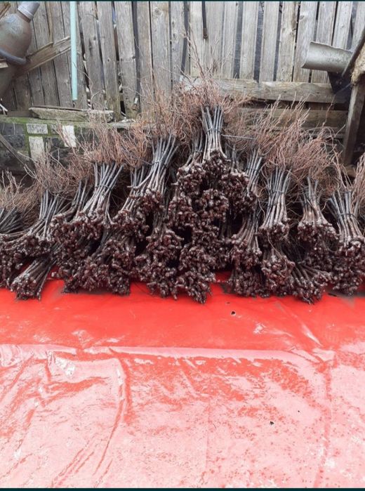 Butasi vita de vie și pomi fructiferi