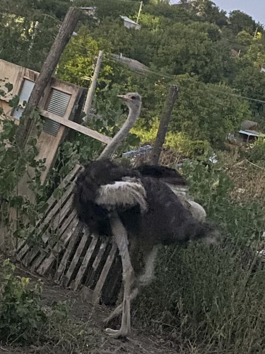 Struț femelă de vanzare