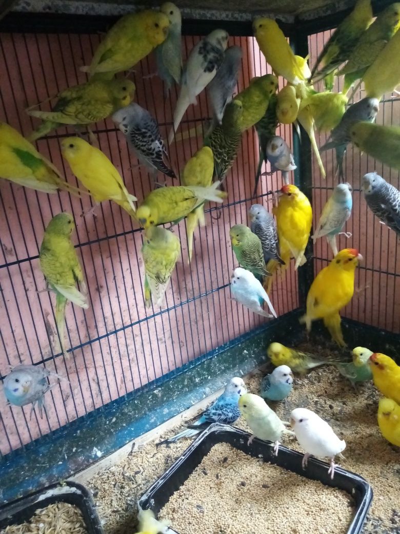 Papagali diverse rase en gros sau la bucata